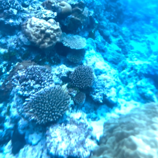 Coral